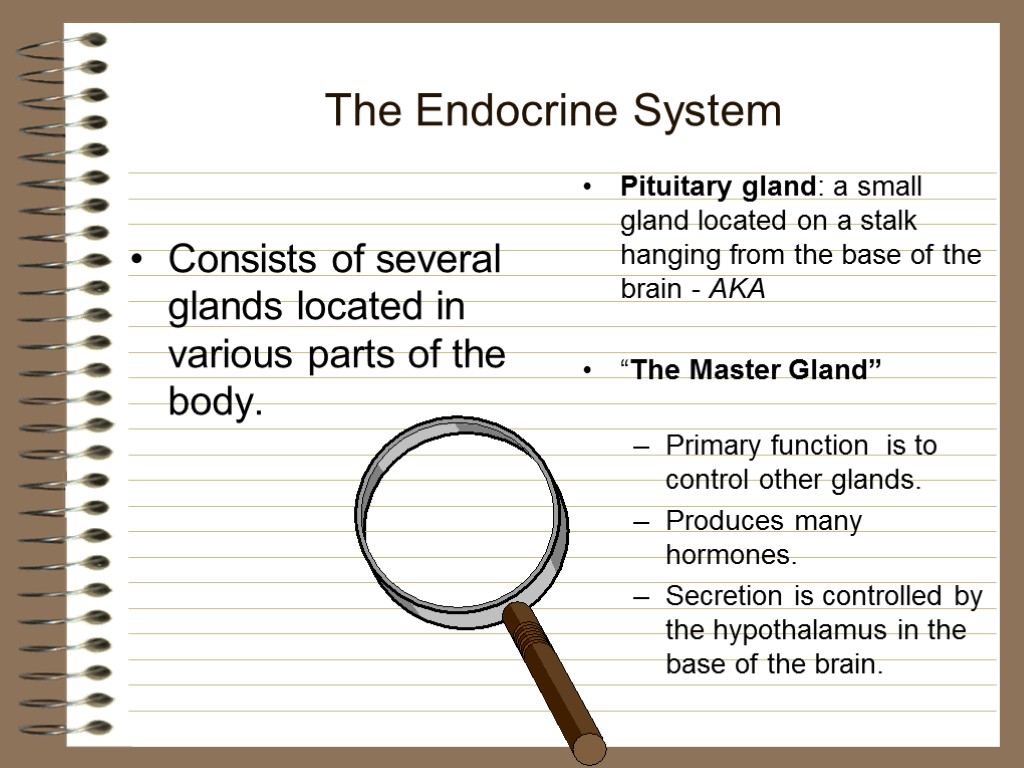 The Endocrine System Consists of several glands located in various parts of the body.